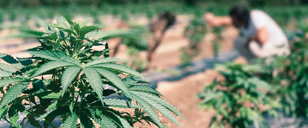 From the Beginning: Planting our Hemp