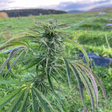 Sweet Sleep To-Go™