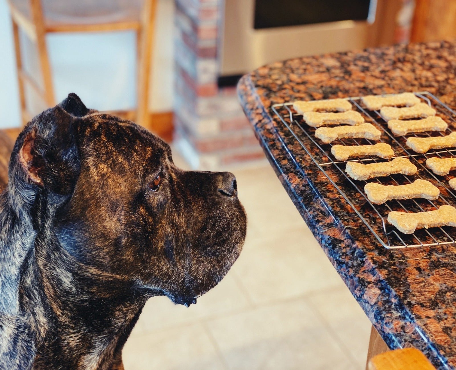 Dog Treats • Full Spectrum