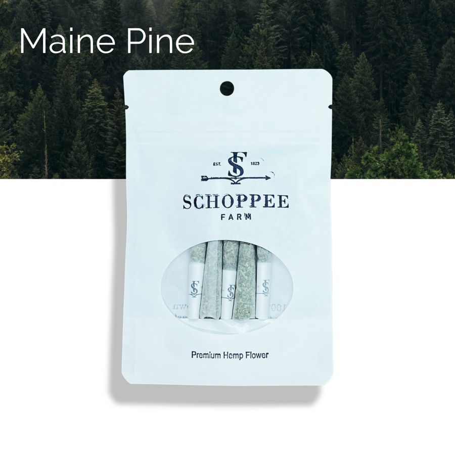 Maine Pine - Pre-roll